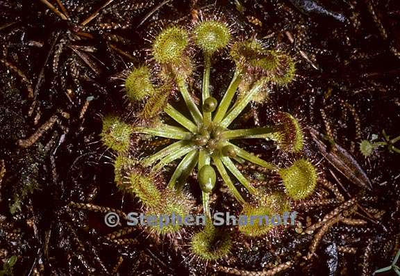 drosera rotundifolia 1 graphic